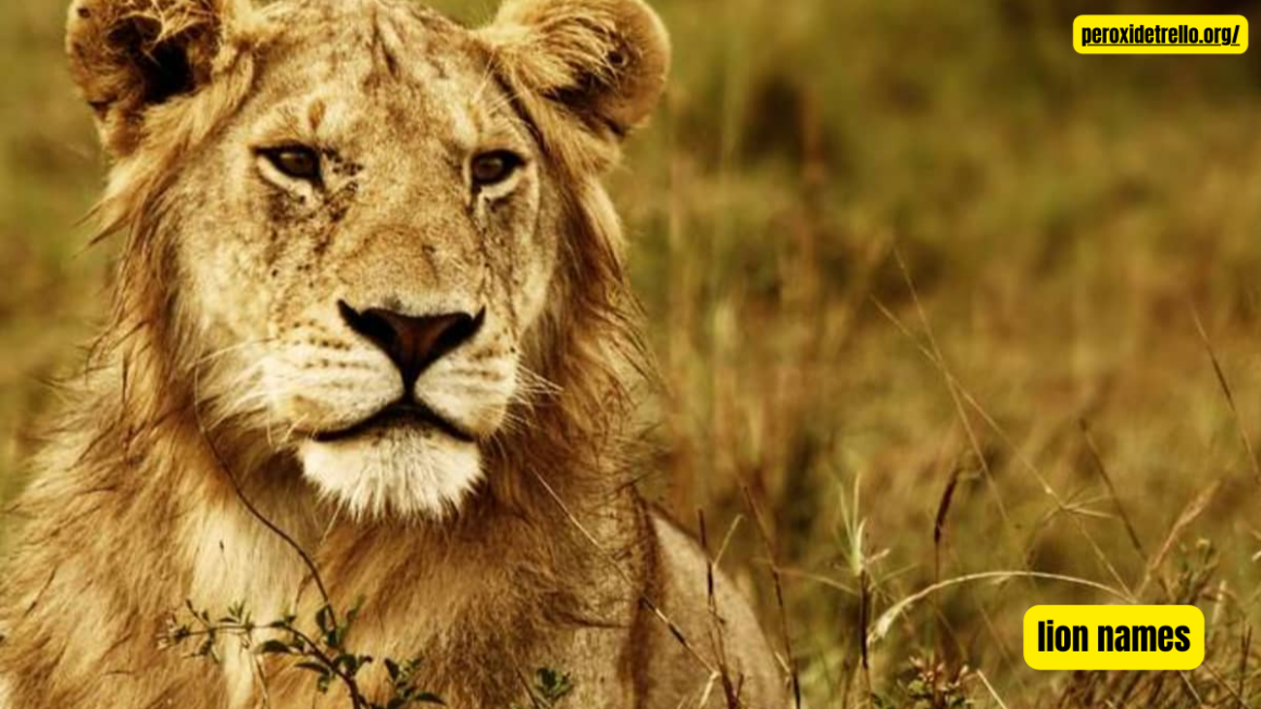 The Ultimate Guide to Lion Names: Powerful, Majestic, and Unique